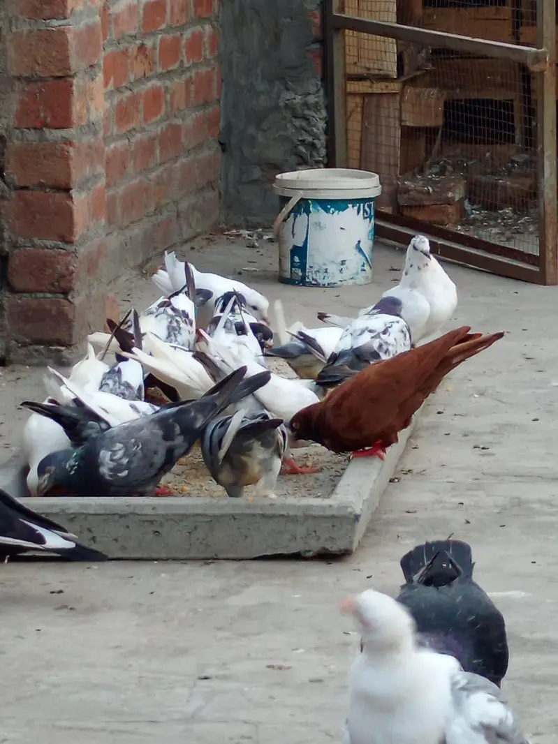 Mix Pairs and single male and females& chicks — photo 6