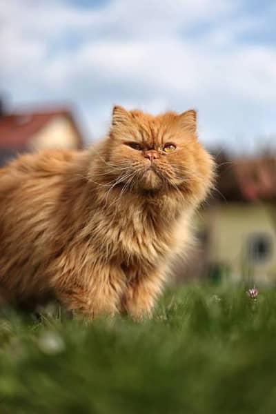 long coated gingery