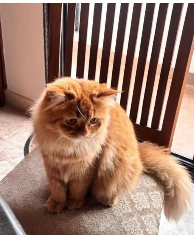 long coated gingery — photo 2