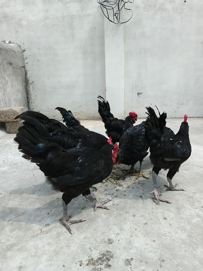 Australorp Male Breeders — photo 4
