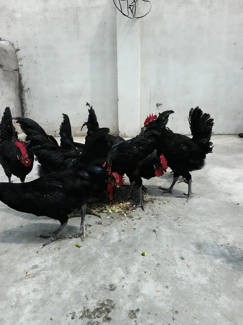 Australorp Male Breeders — photo 5