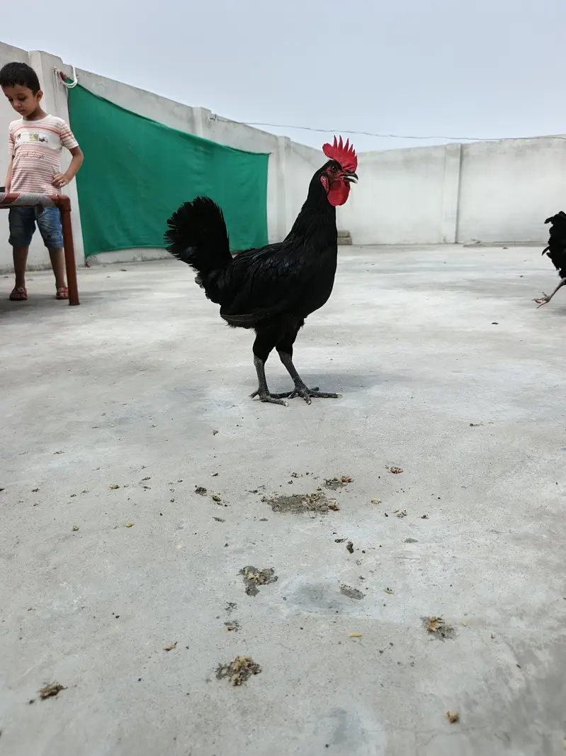 Australorp Male Breeders — photo 7