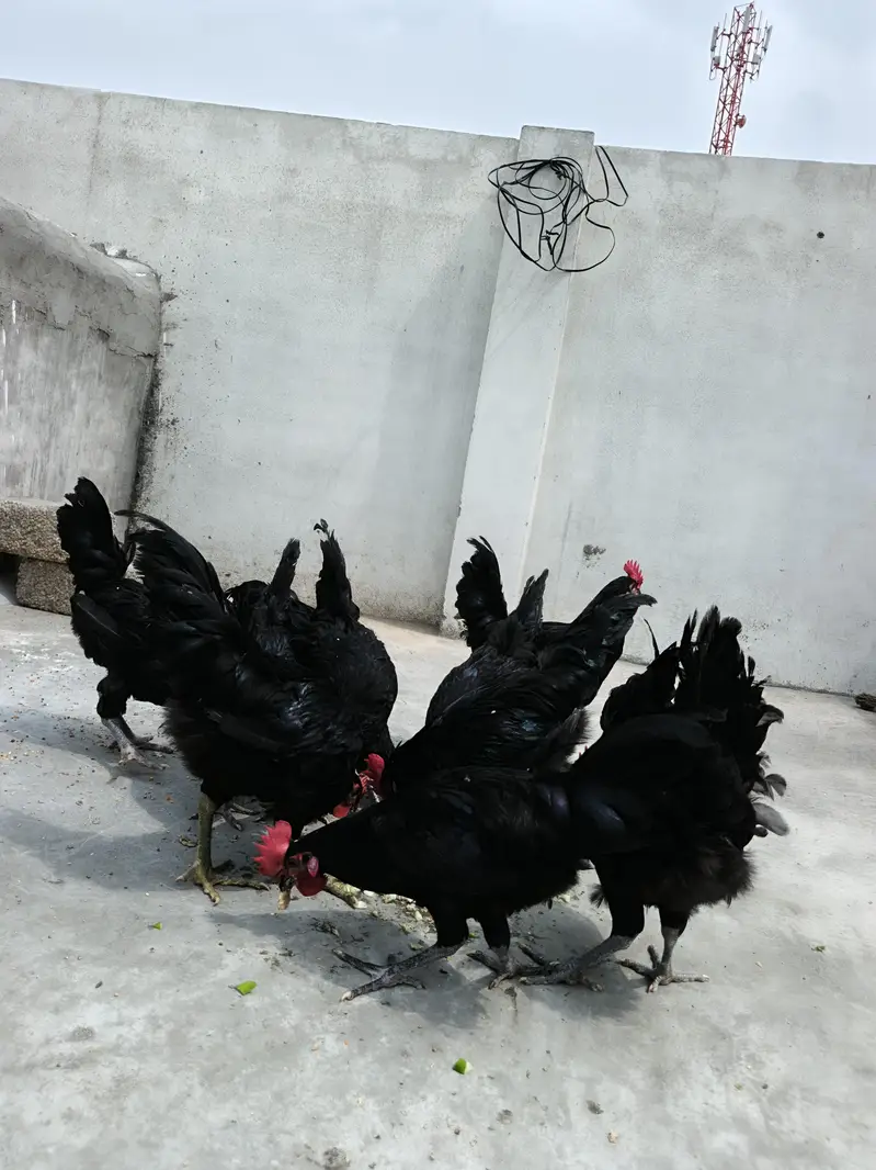 Australorp Male Breeders — photo 8