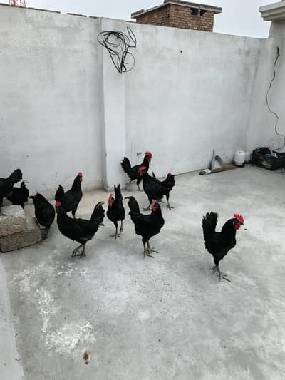 Australorp Male Breeders