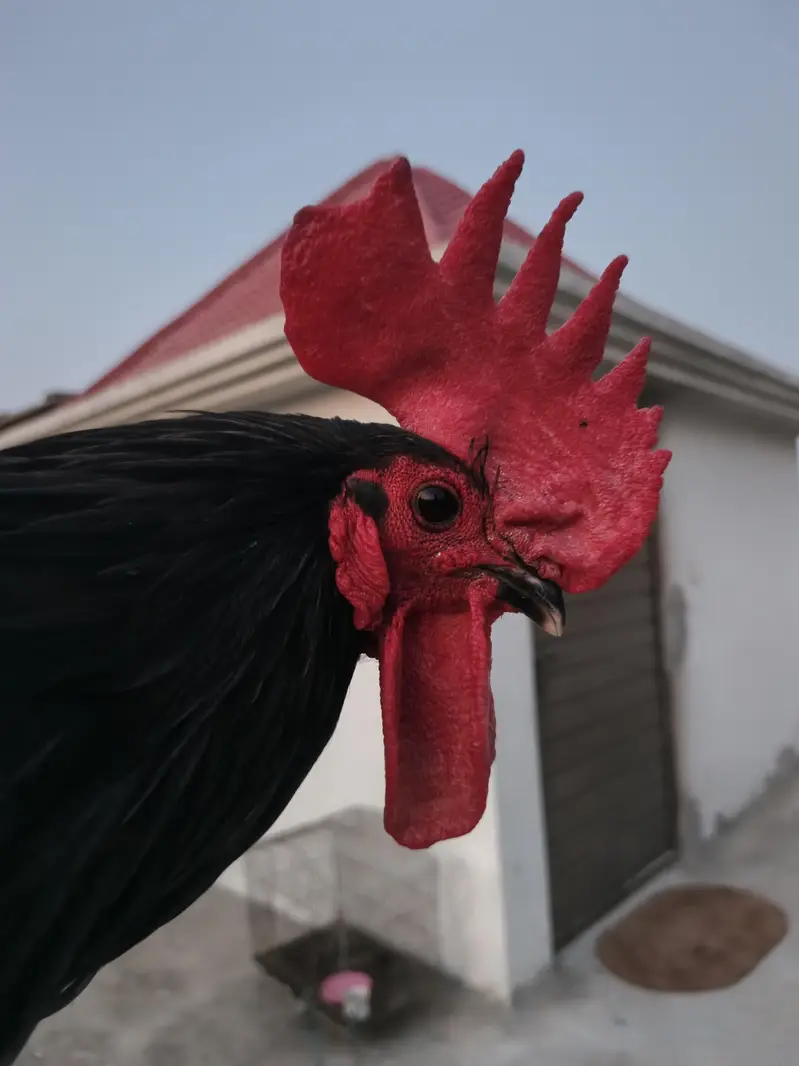 Australorp Male Breeders — photo 10