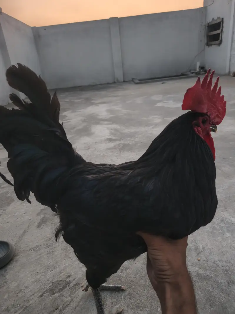 Australorp Male Breeders — photo 11