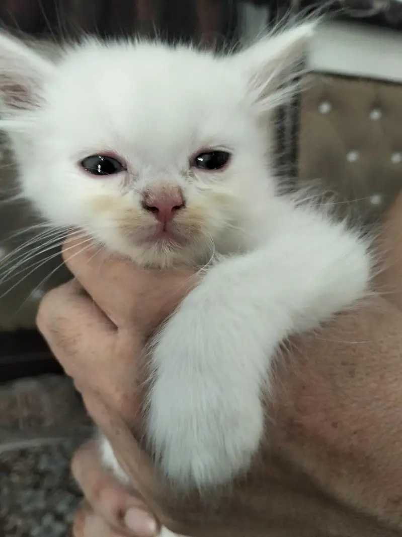 persian — photo 2
