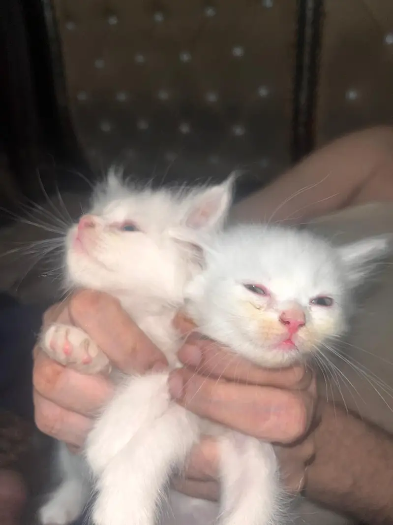 persian — photo 3
