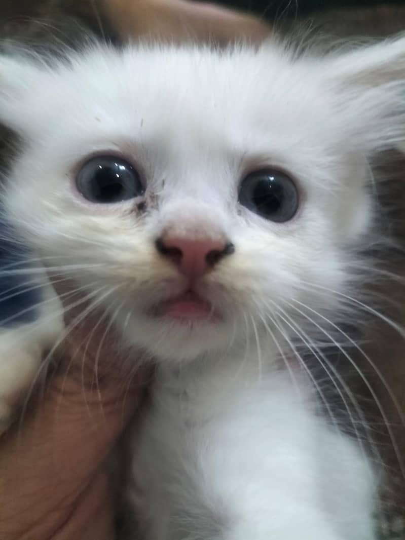 persian 4