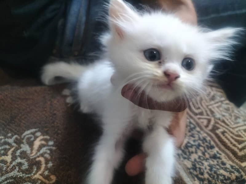 persian 5