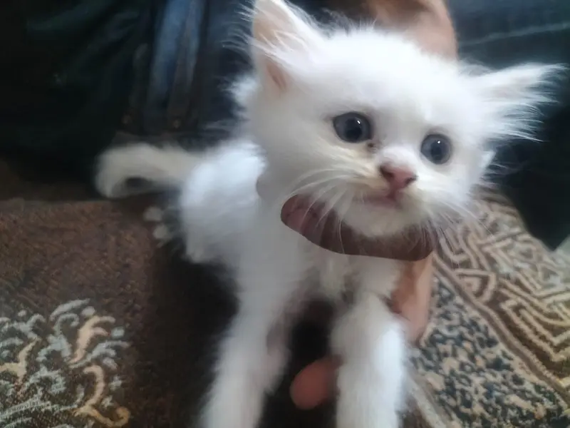 persian — photo 6
