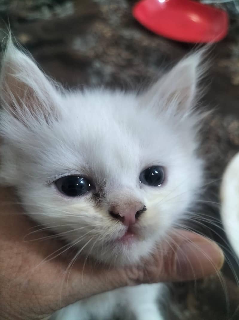 persian 6