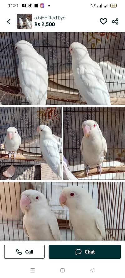 albino red eyes pair  love bird pair