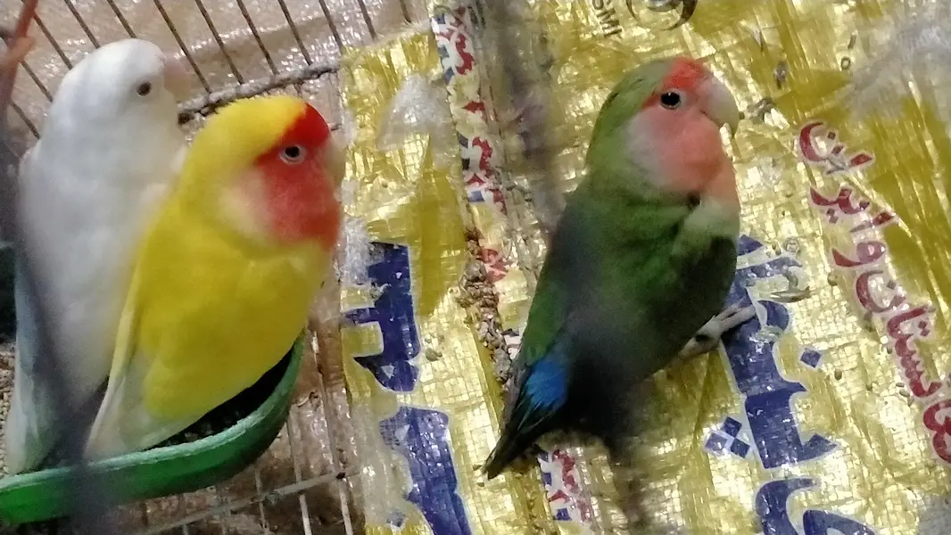 albino red eyes pair  love bird pair — photo 2