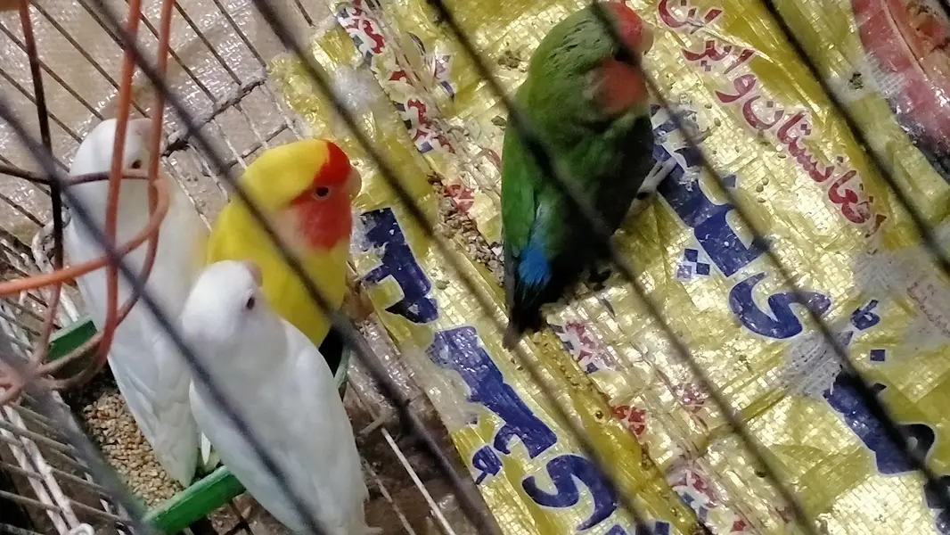 albino red eyes pair  love bird pair — photo 3