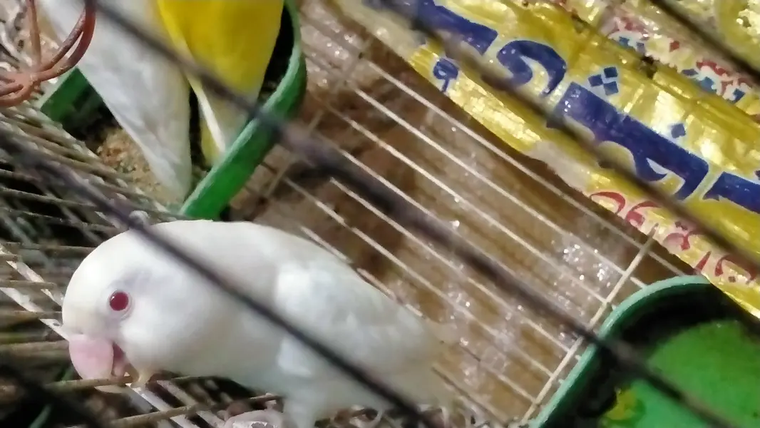 albino red eyes pair  love bird pair — photo 4