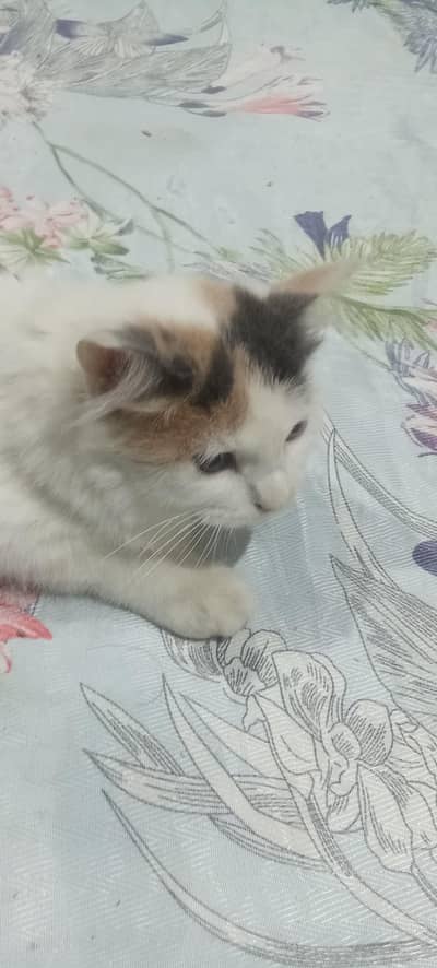 parisen cat