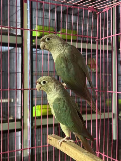 blue cinnamon  conure breeder fertile pairs with granty
