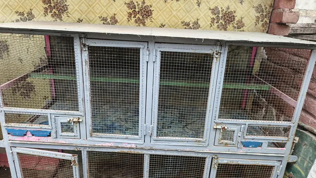 birds and hens cage, very strong build by myself — photo 2