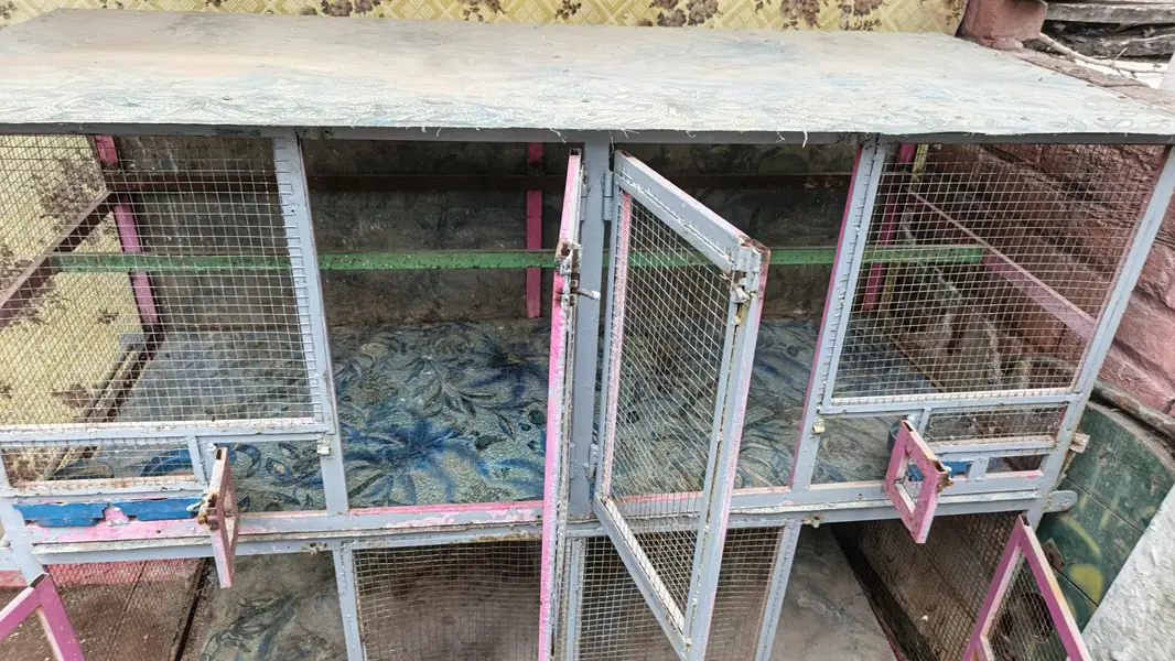 birds and hens cage, very strong build by myself — photo 3