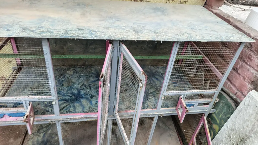 birds and hens cage, very strong build by myself — photo 4