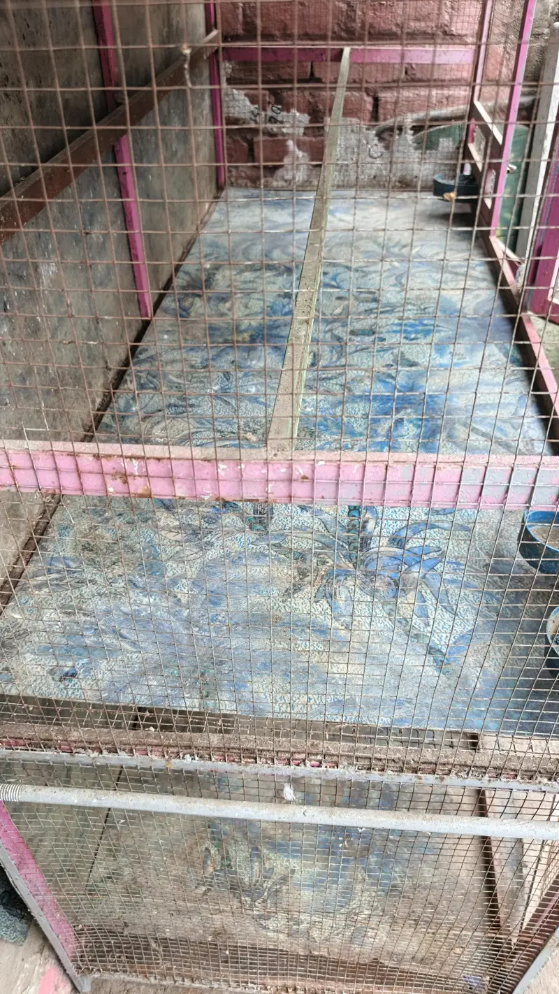 birds and hens cage, very strong build by myself — photo 5