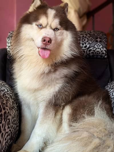 Top Notch Microchipped Siberian Husky Pup