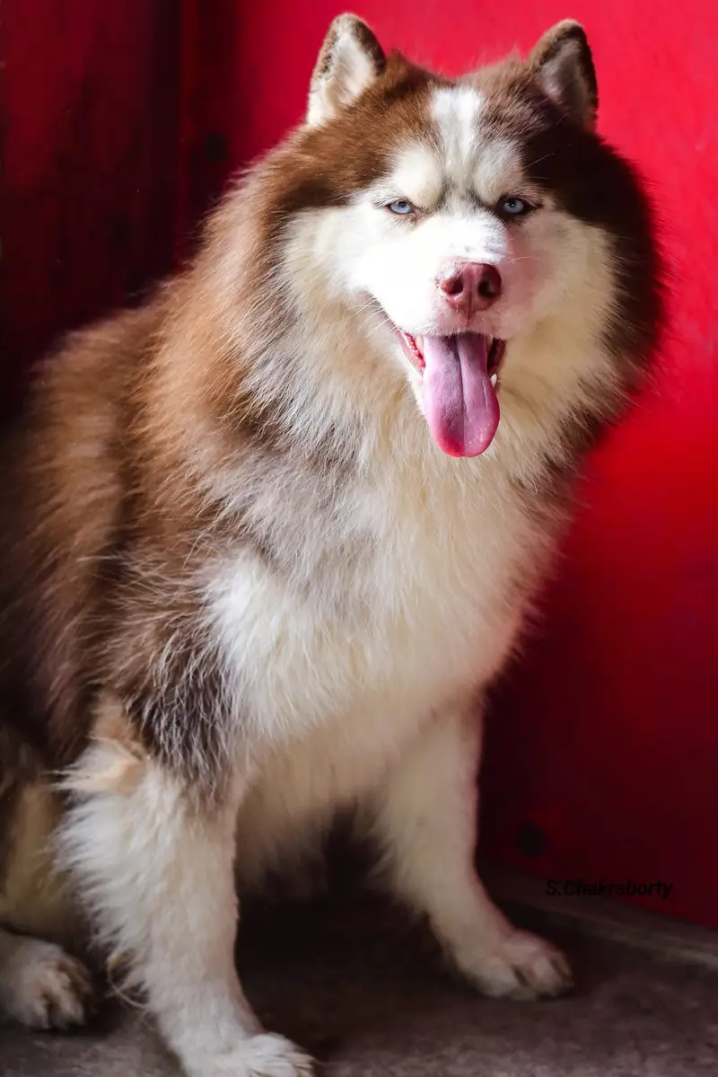 Top Notch Microchipped Siberian Husky Pup — photo 4