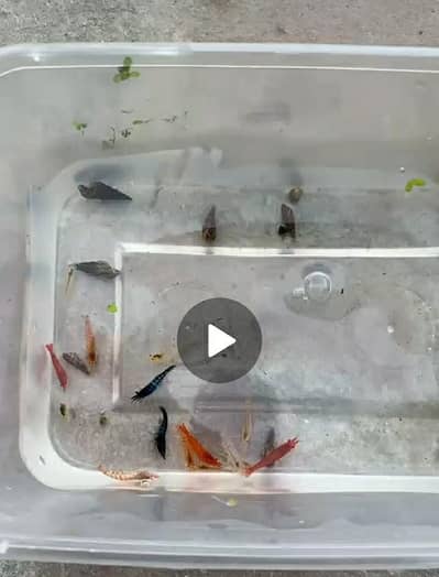 Shrimps for sale 4 red 2 blue bakki mix