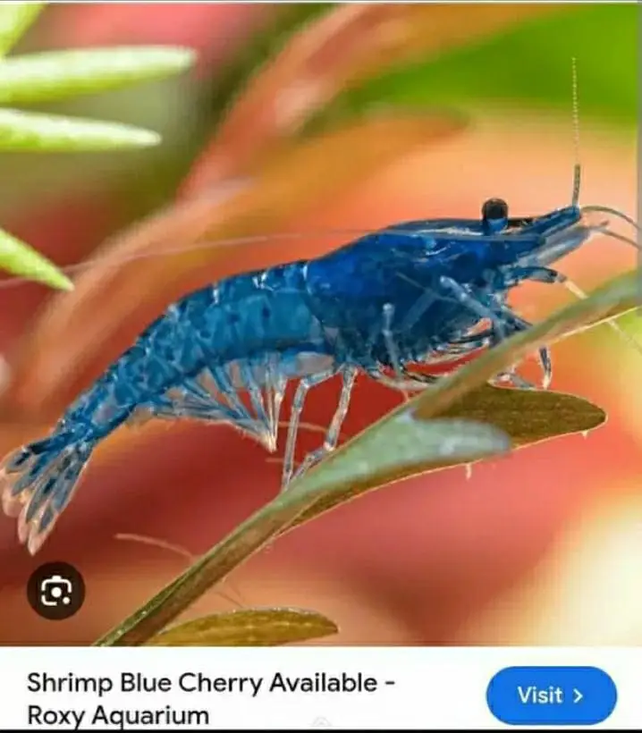 Shrimps for sale 4 red 2 blue bakki mix — photo 4