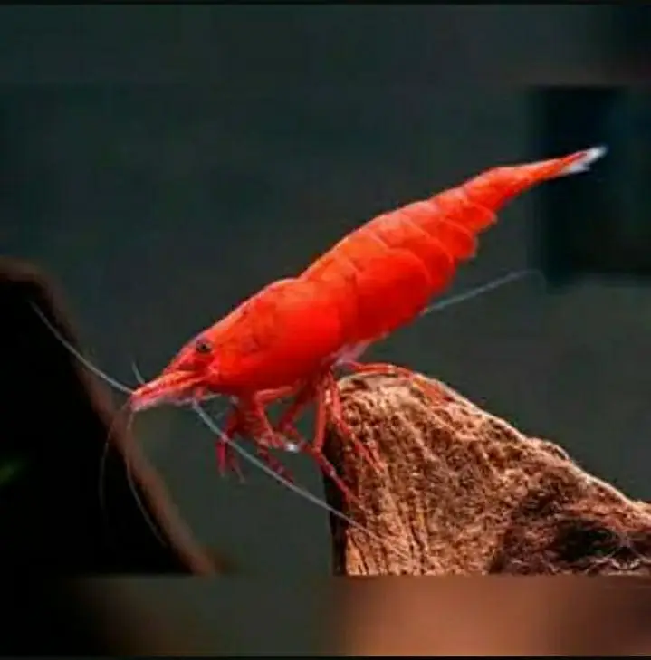 Shrimps for sale 4 red 2 blue bakki mix — photo 5