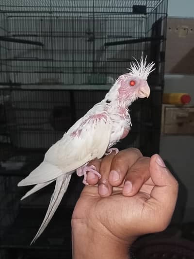 Cocktail Hand tame chick Red i Location Jarnwala Sirf call O3O34O88469