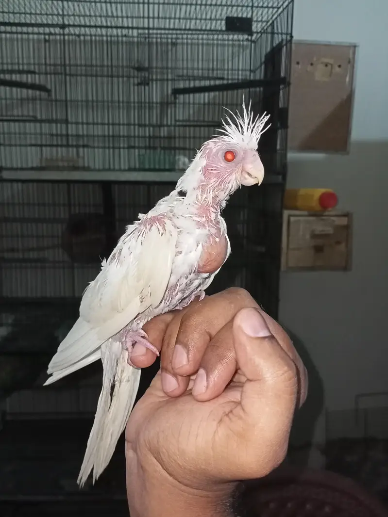 Cocktail Hand tame chick Red i Location Jarnwala Sirf call O3O34O88469 — photo 2