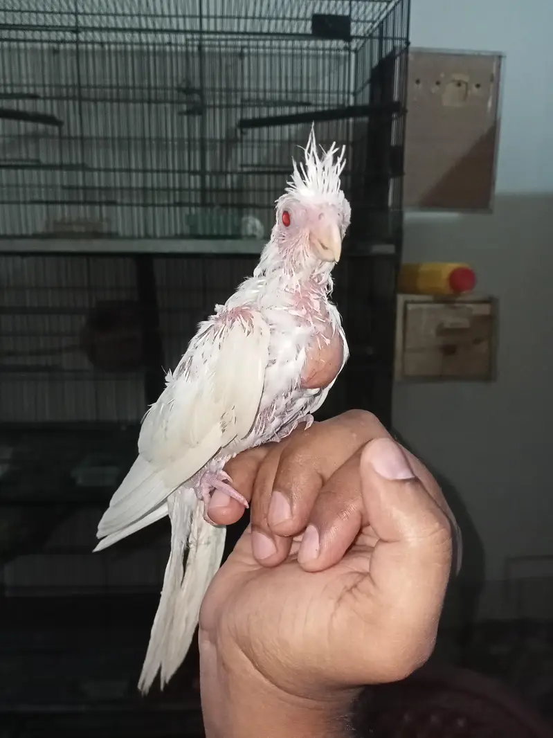 Cocktail Hand tame chick Red i Location Jarnwala Sirf call O3O34O88469 — photo 3