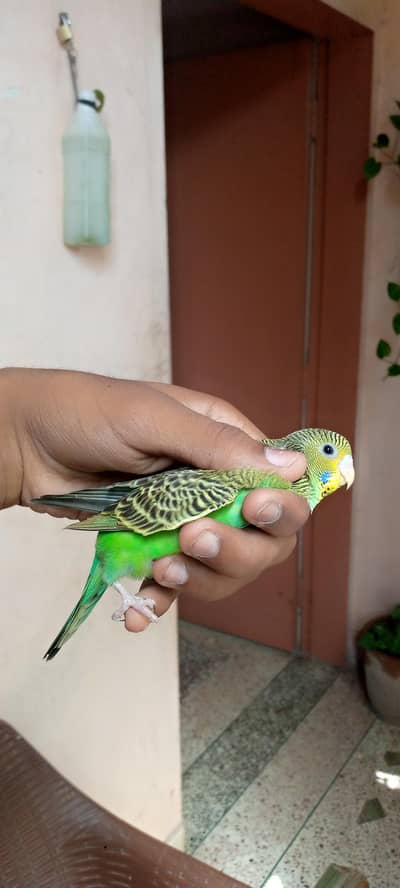 bujri ke pahte he orr bare paier he