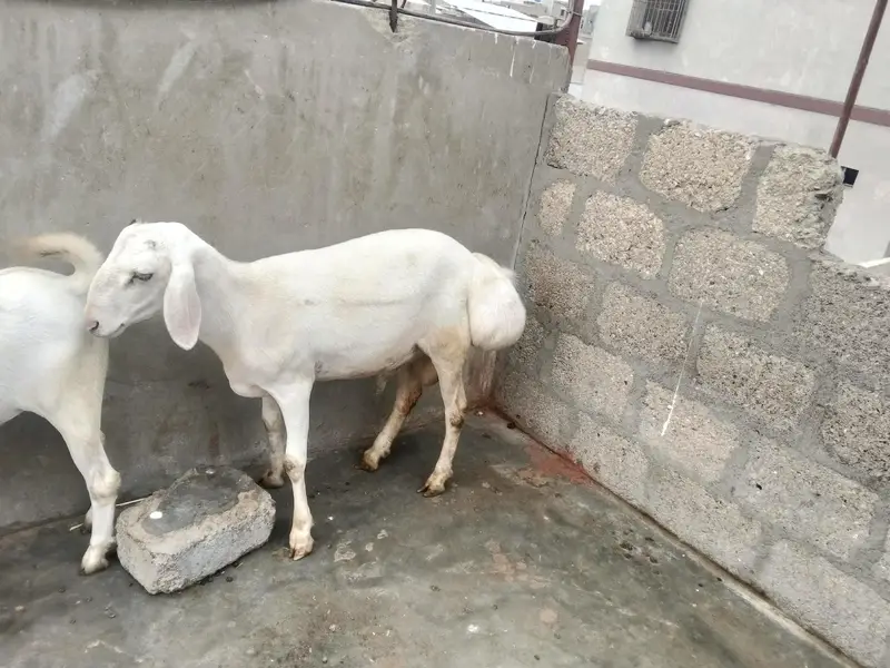 turki dumba seven months — photo 2