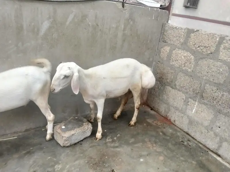 turki dumba seven months — photo 3