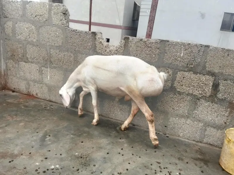 turki dumba seven months — photo 4