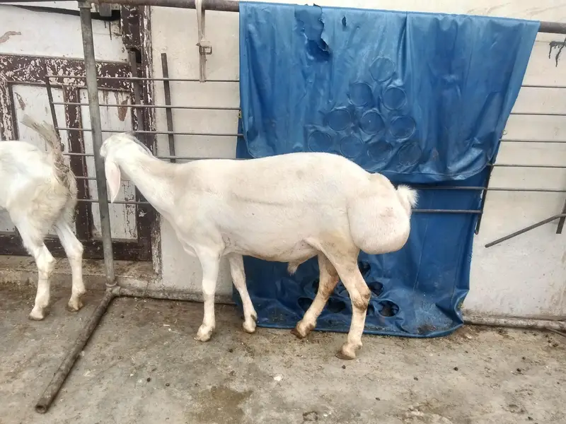 turki dumba seven months — photo 6