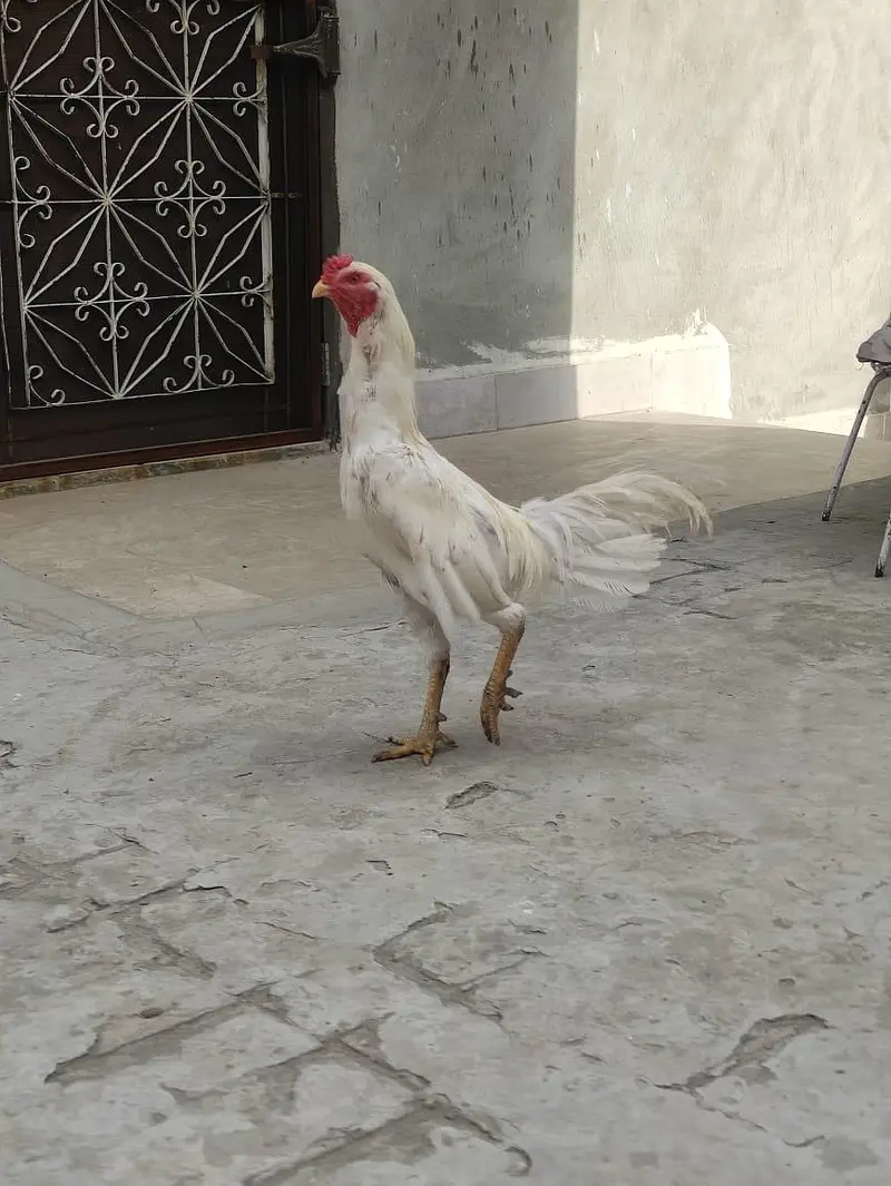 Assel Mianwali — photo 3