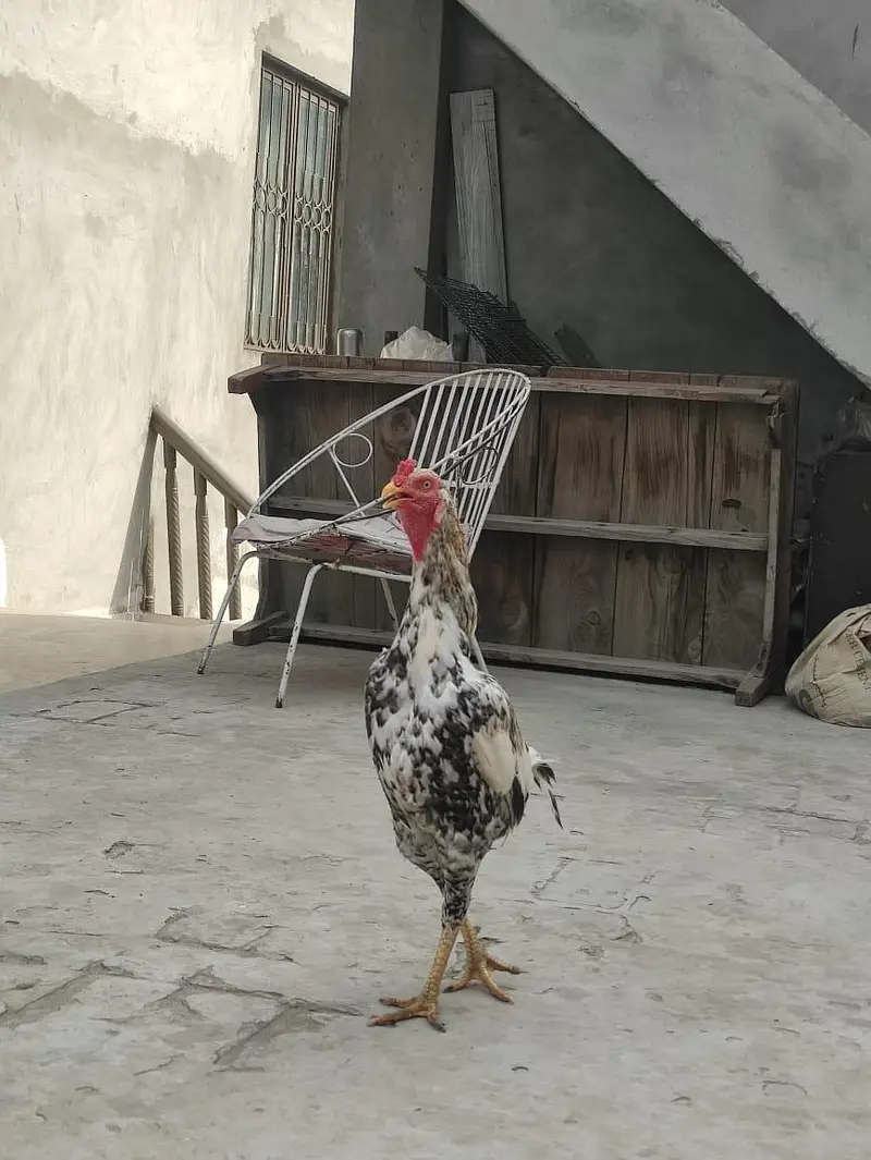 Assel Mianwali — photo 4