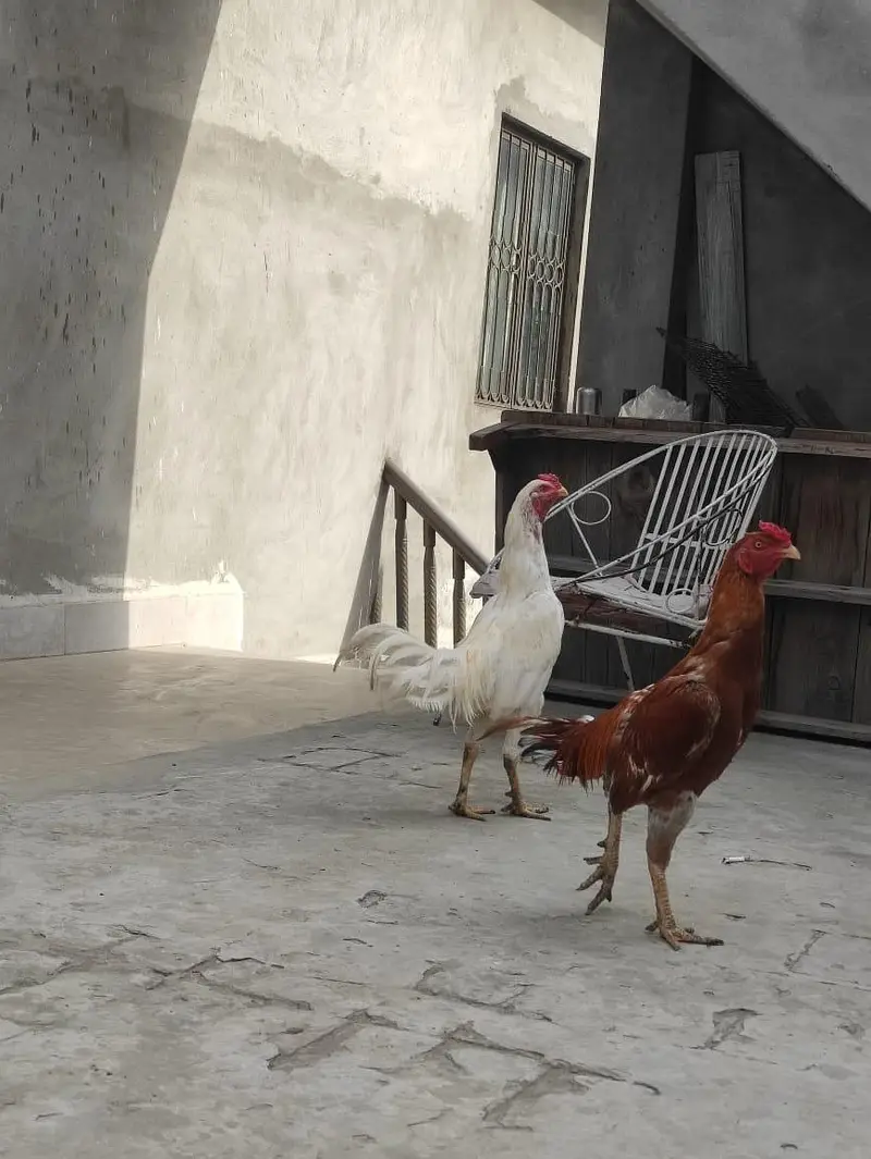 Assel Mianwali — photo 5