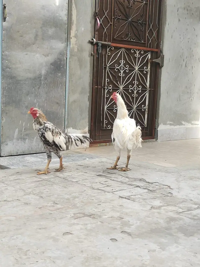 Assel Mianwali — photo 6