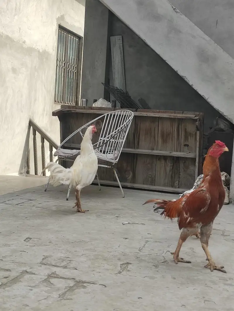Assel Mianwali — photo 8