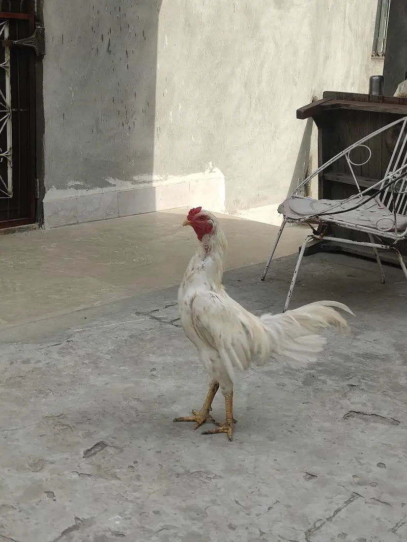 Assel Mianwali — photo 9