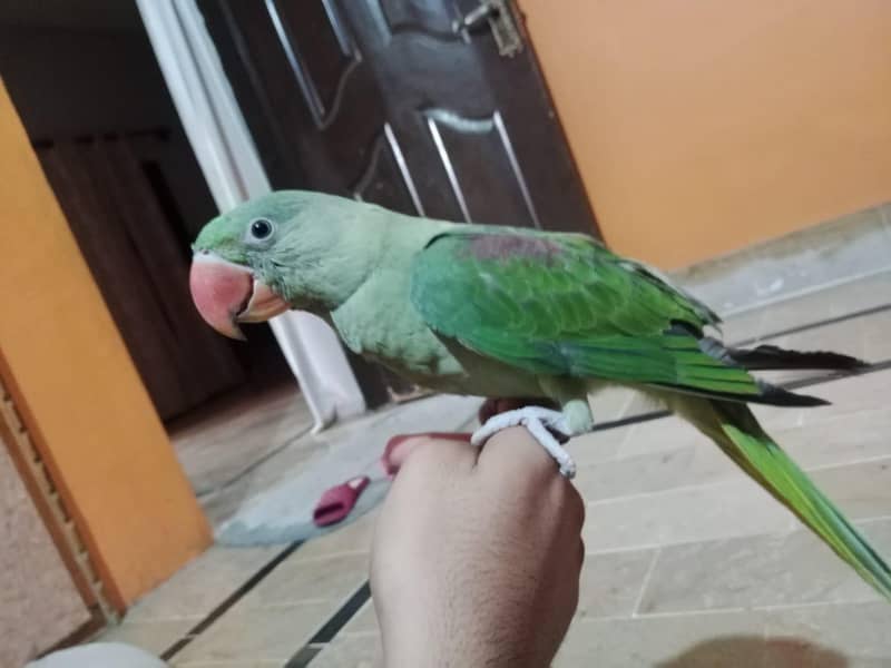Raw parrot 0