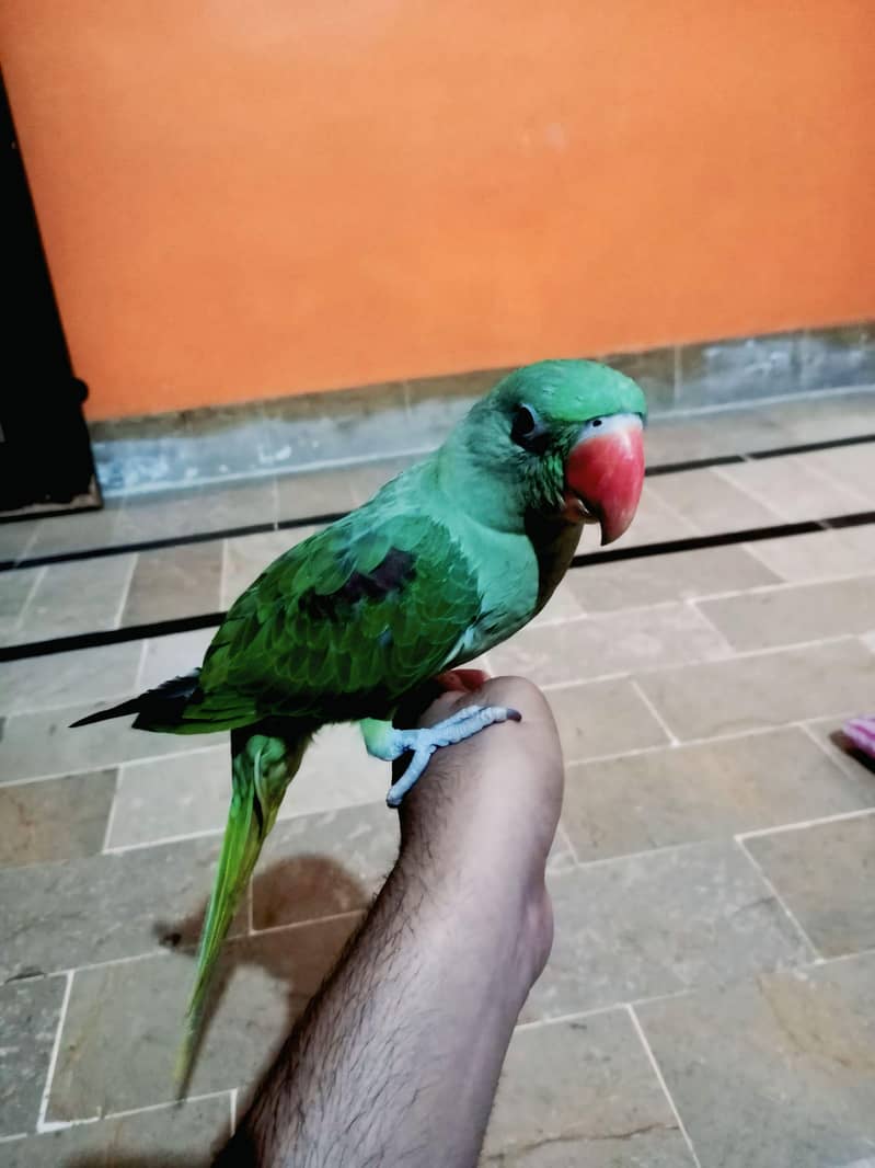 Raw parrot 1