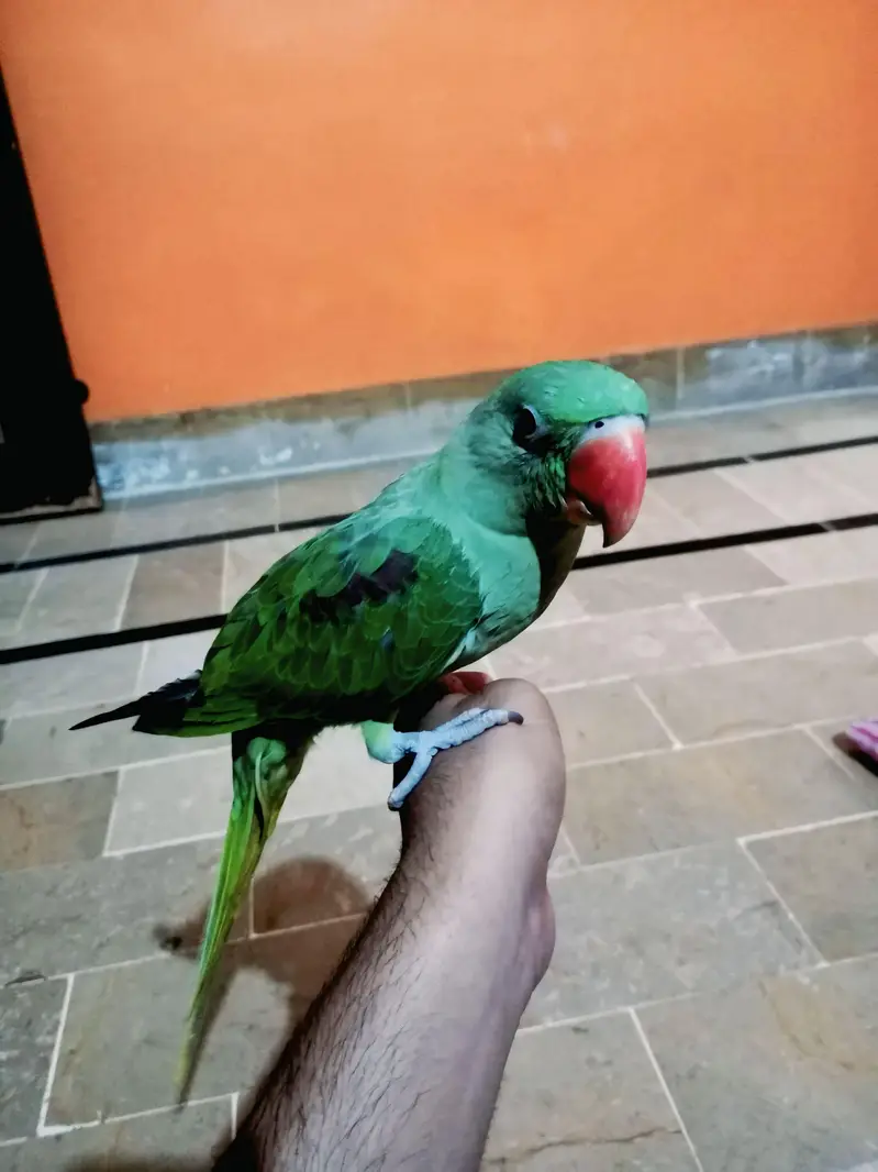 Raw parrot — photo 2