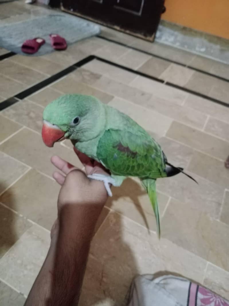 Raw parrot 2