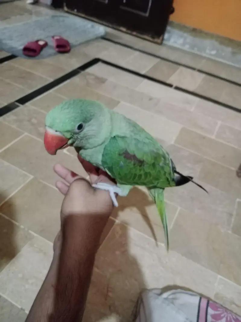 Raw parrot — photo 3